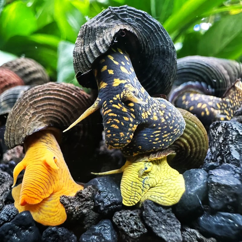 Tylomelania sp.mix rabbit snail